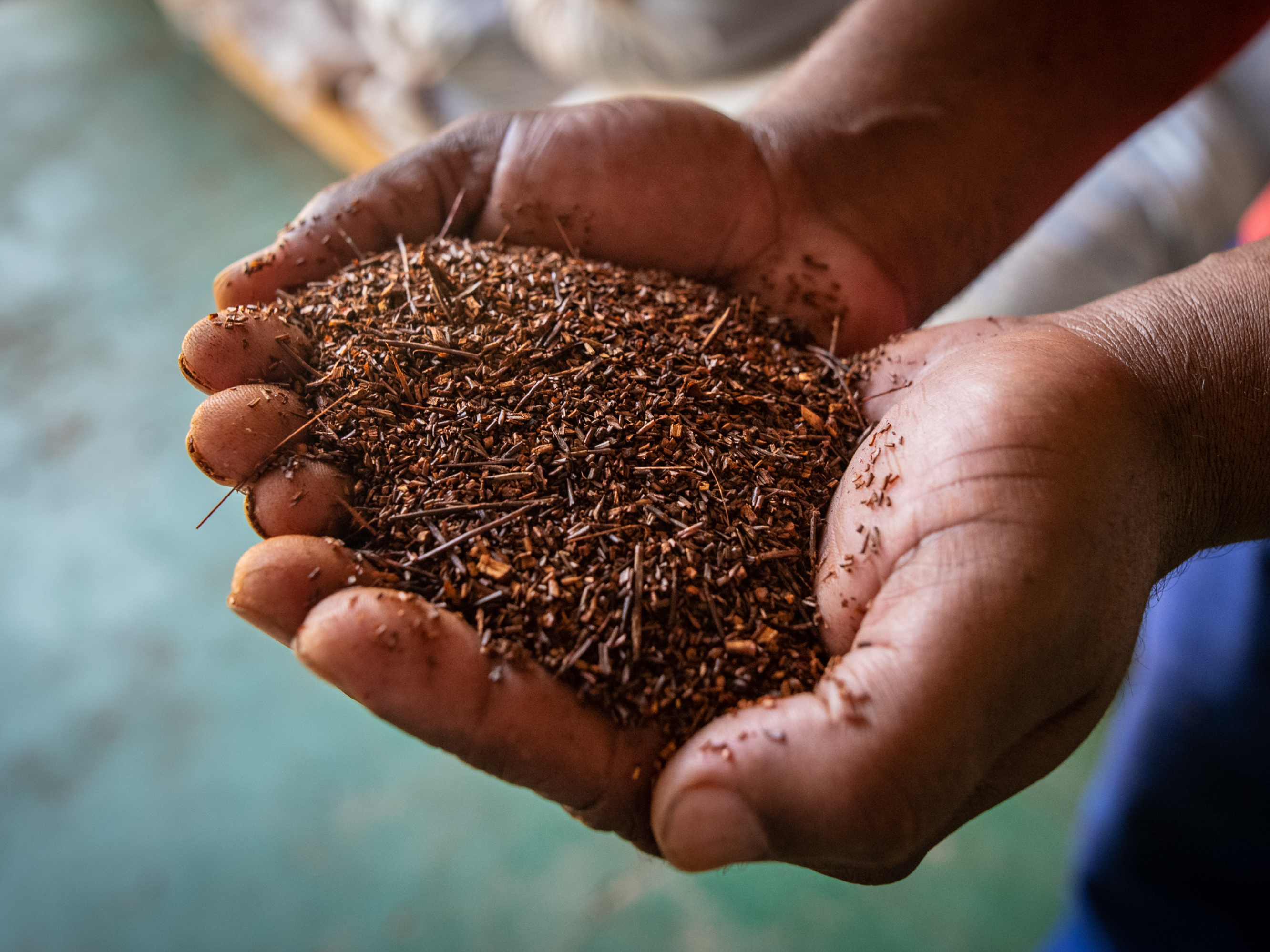 Trendy rooibos tea finally brings revenues to Indigenous South African farmers 2 A rooibos worker displays a handful of dried rooibos at a processing facility in Wupperthal, South Africa.