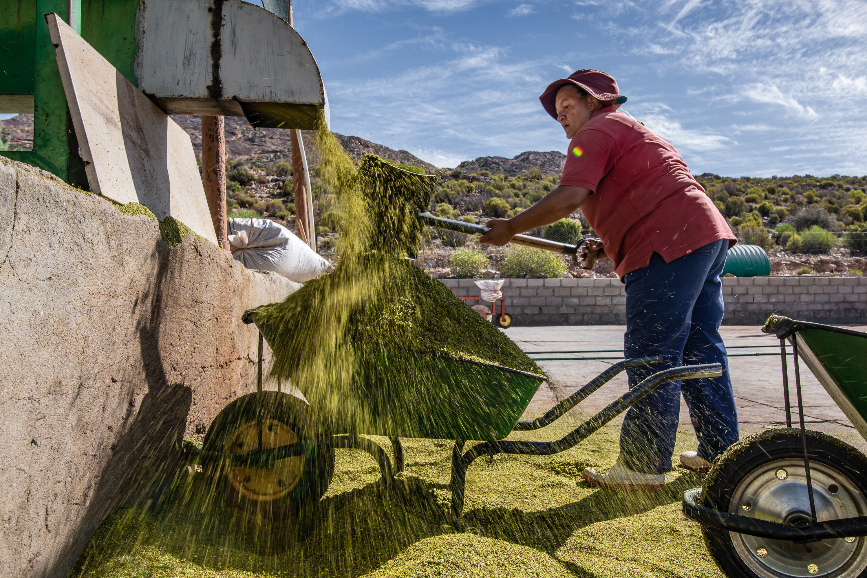 Trendy rooibos tea finally brings revenues to Indigenous South African farmers 12 A worker collects a barrowload of cut-up rooibos stems that will be fermented and dried at a processing facility in Wupperthal, South Africa.
