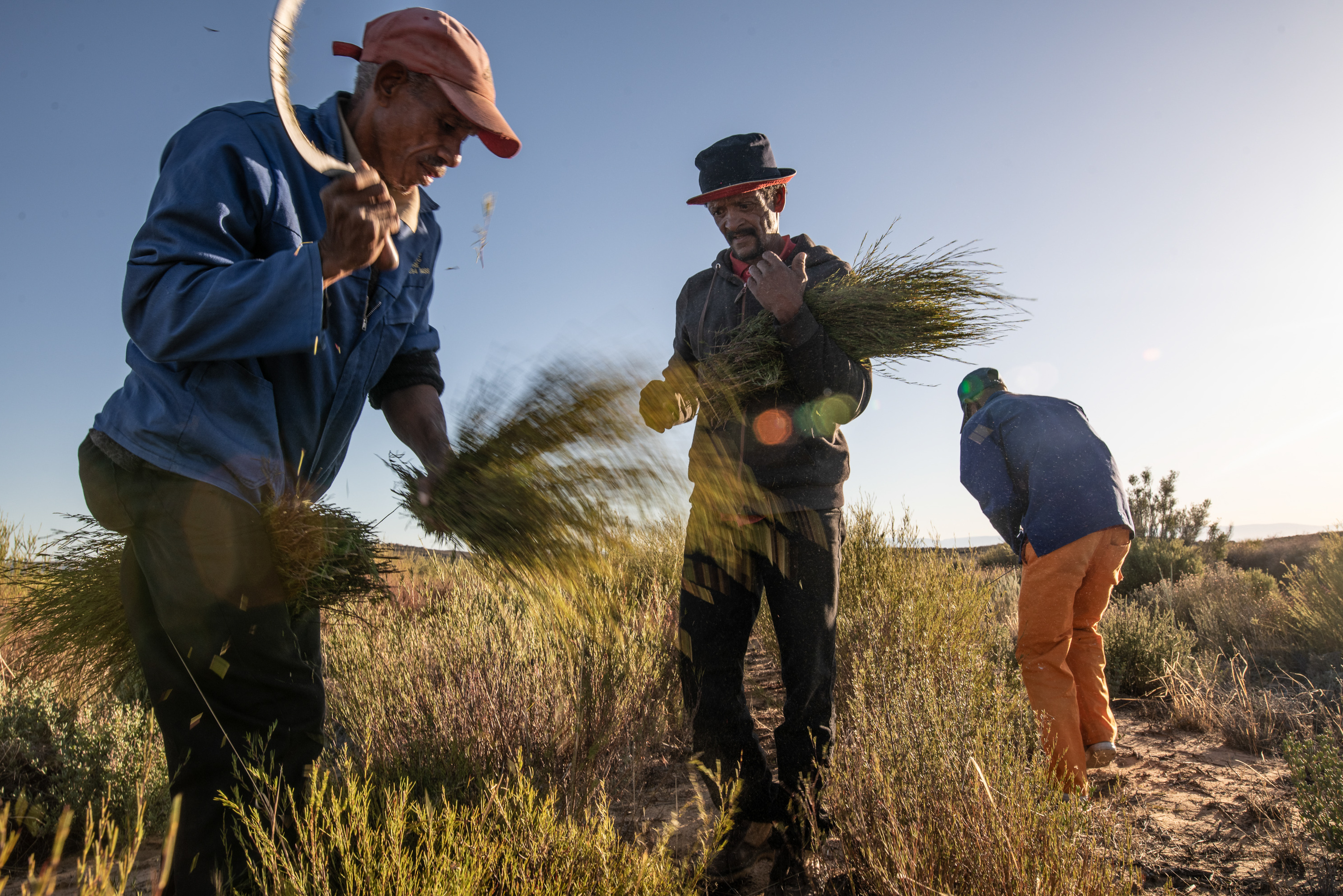 Trendy rooibos tea finally brings revenues to Indigenous South African farmers 3 Members of an Indigenous Khoisan rooibos farming co-operative harvest their crop in the Cederberg Mountains, South Africa.
