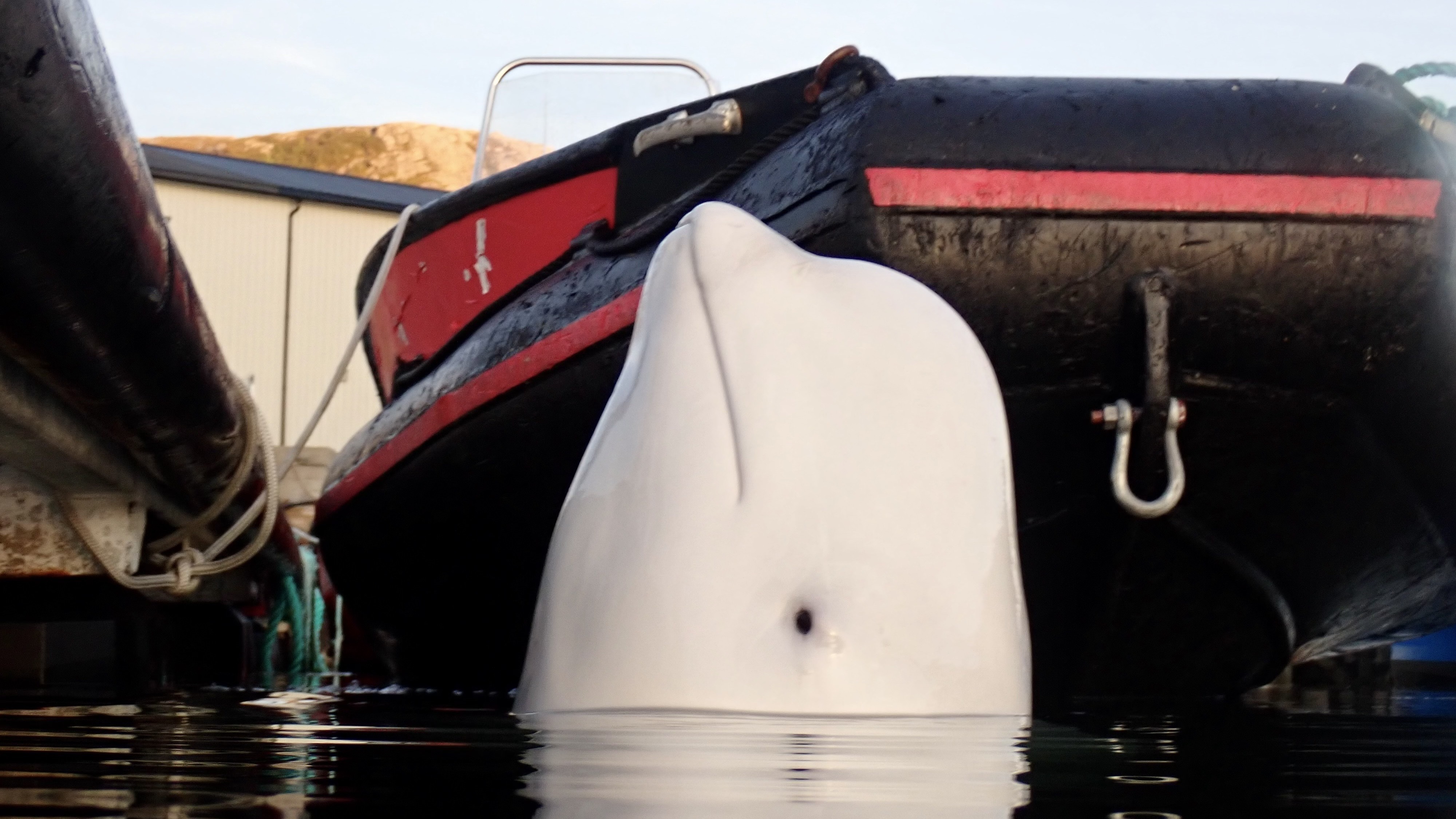 Hvaldimir pictured in Stad, Norway, earlier this year, shortly before he began his abrupt journey south.