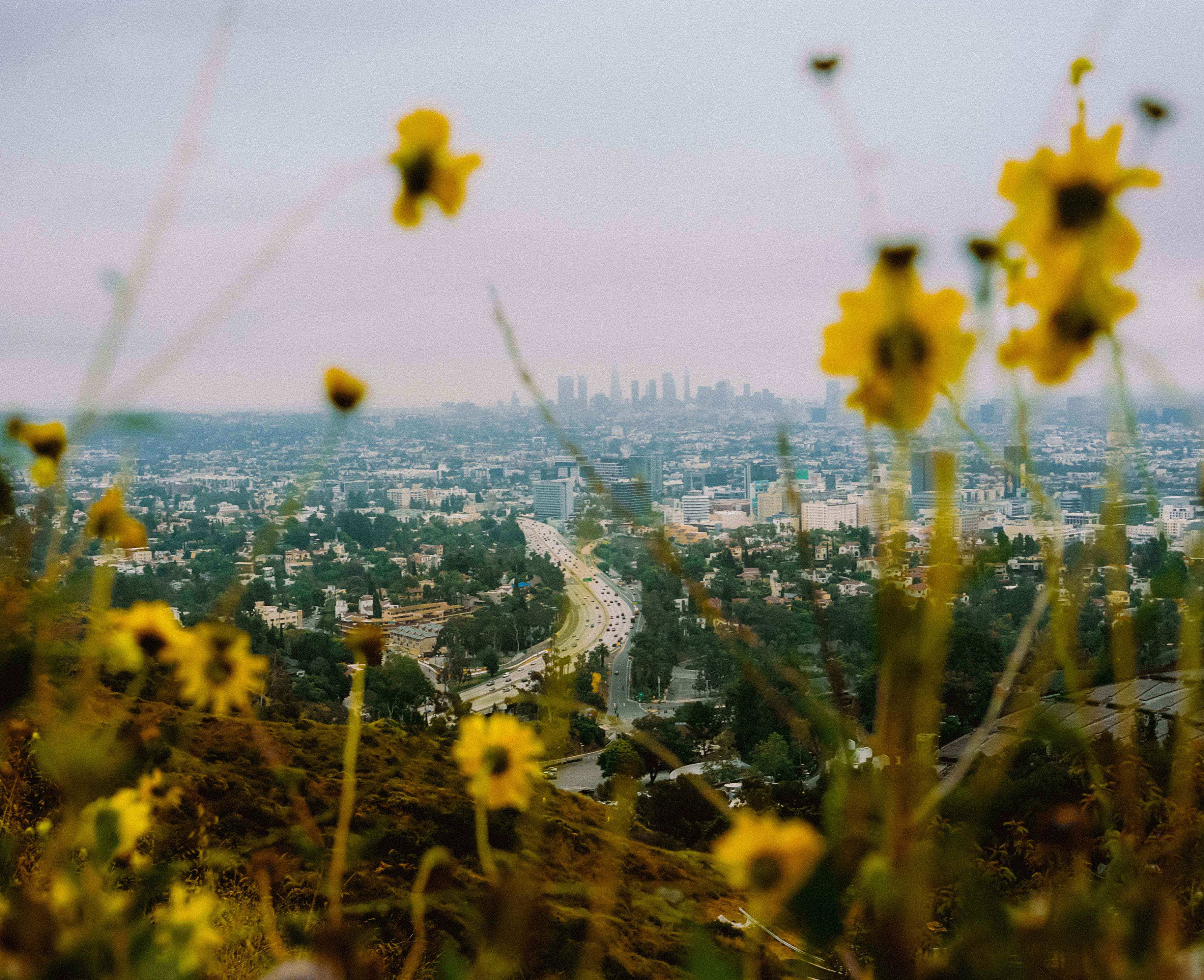 LA's Top Make-Out Spots Hint At A City Constantly Evolving - Vimarsana News