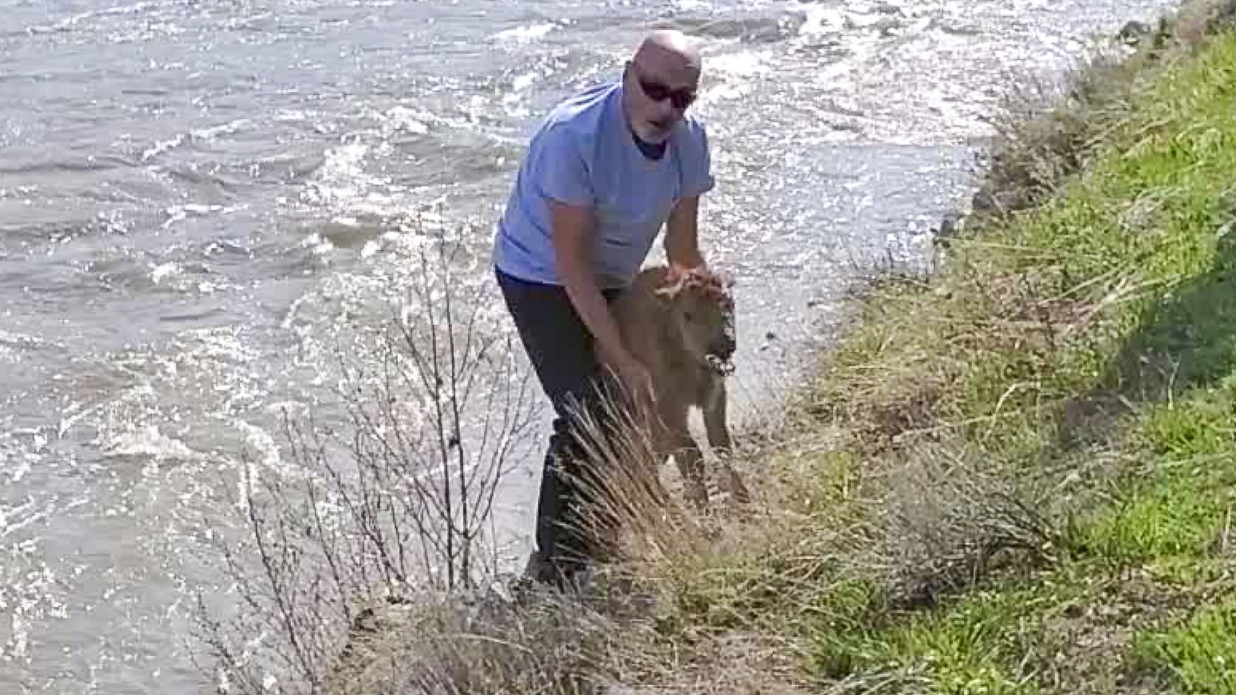 Tourist pleads guilty for handling a Yellowstone bison calf, leading to its death