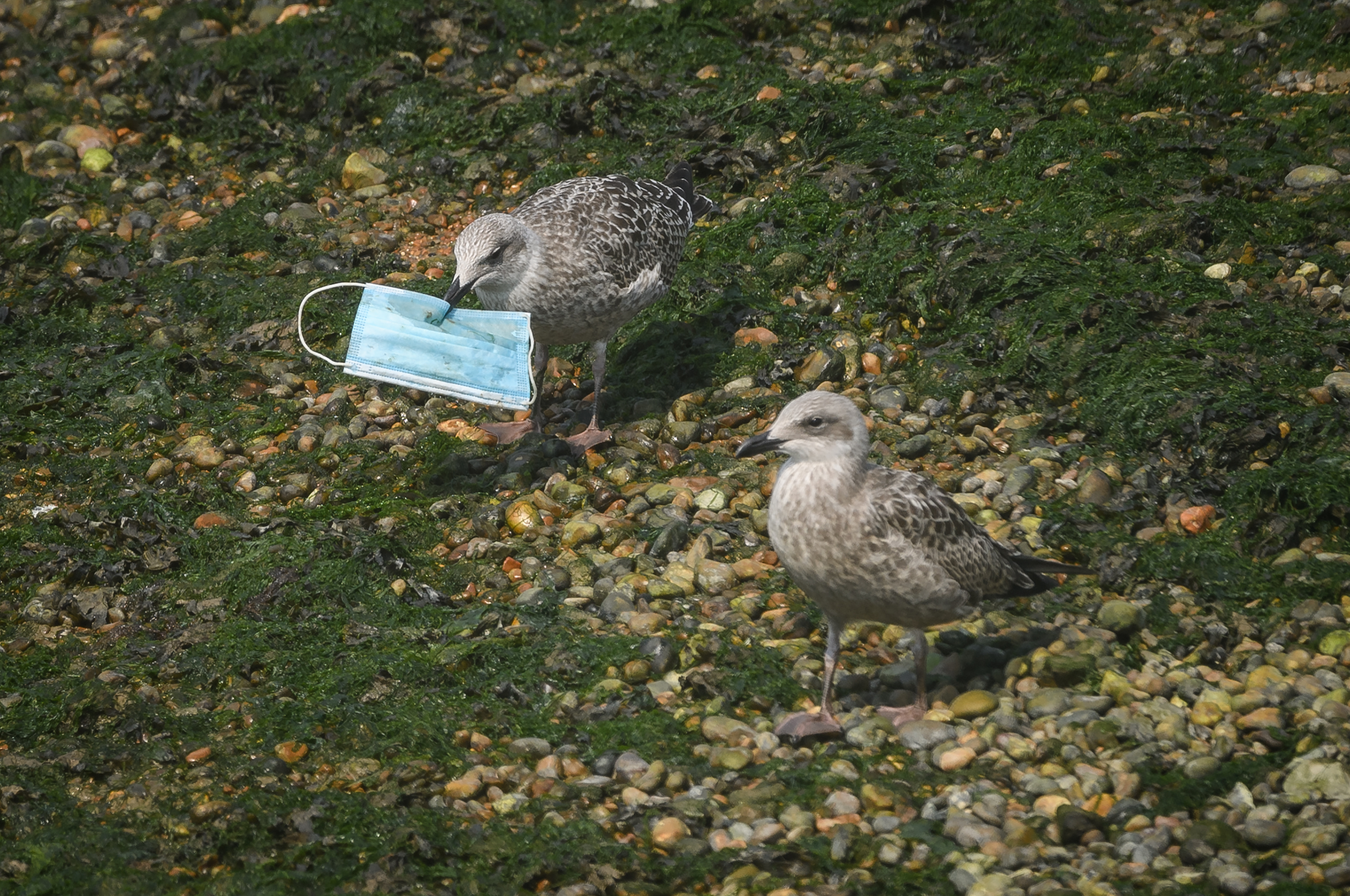 A gull picks up a discarded protective face mask from the shoreline in the marina on August 11, 2020 in Dover, England. (Getty Images)
