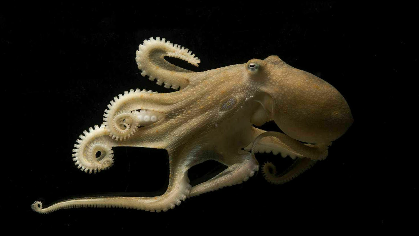 The California two-spot octopus can edit the RNA in its brain on a massive scale, likely allowing it to keep a clear head in both warm and cool waters.