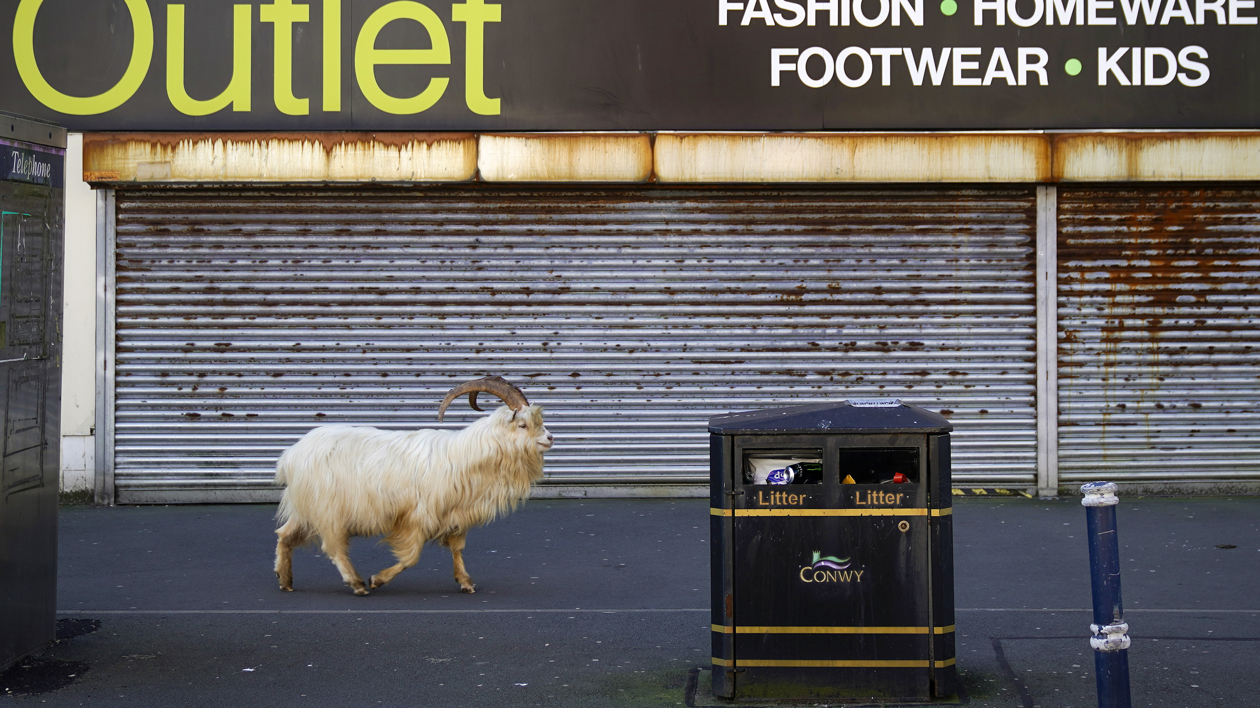 Mountain goats roamed the streets of LLandudno, Wales in March of 2020, as the COVID-19 lockdown kept people and tourists away.