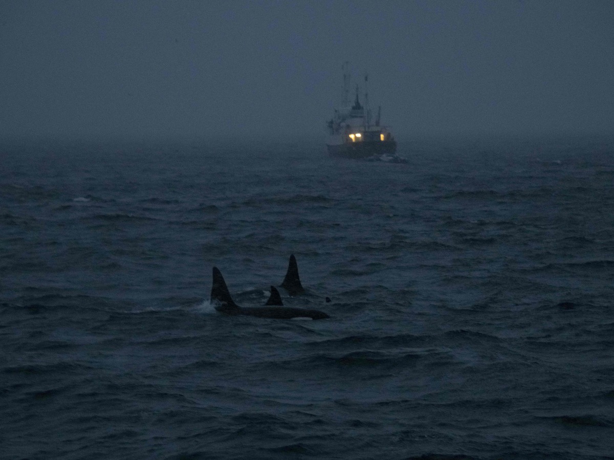 Killer Whale attacks On Boats Might Be Driven By Past Trauma NPR Killer whale attacks on boats might be driven by past trauma npr