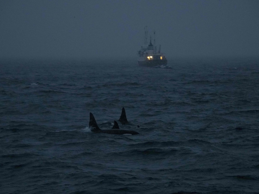 Killer whales are pictured during a storm in the fjord of Skjervoy in 2021 off the coast of northern Norway. Researchers say orcas are stepping up "attacks" on yachts along Europe's Iberian coast. (AFP via Getty Images)