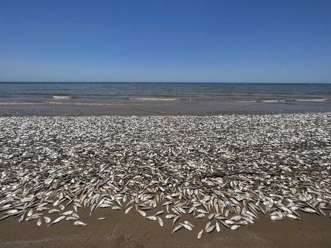 The fish you can catch at your local beach right now…and how to do