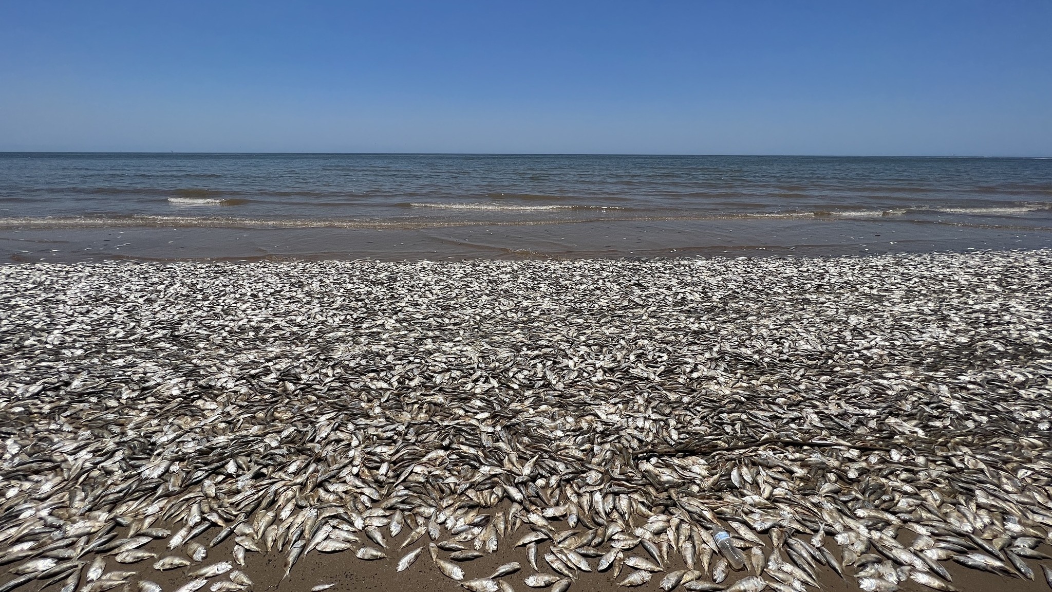 Why thousands of fish washed up on these Texas beaches