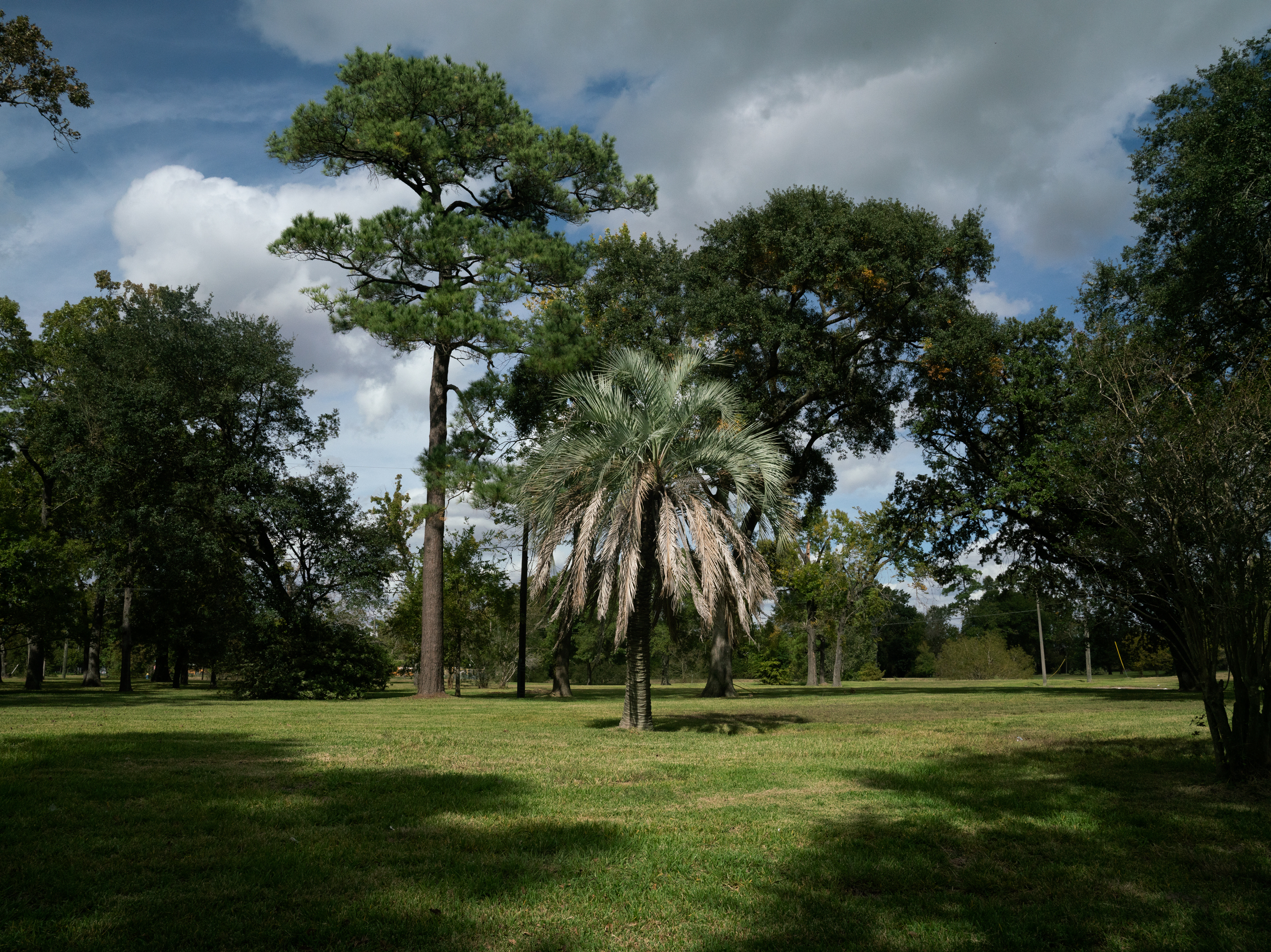 An ornamental palm tree stands in an empty field where there were once houses in Houston. A new study follows thousands of families across the country who sold their flood-prone homes to the government, to see where they moved. (NPR)