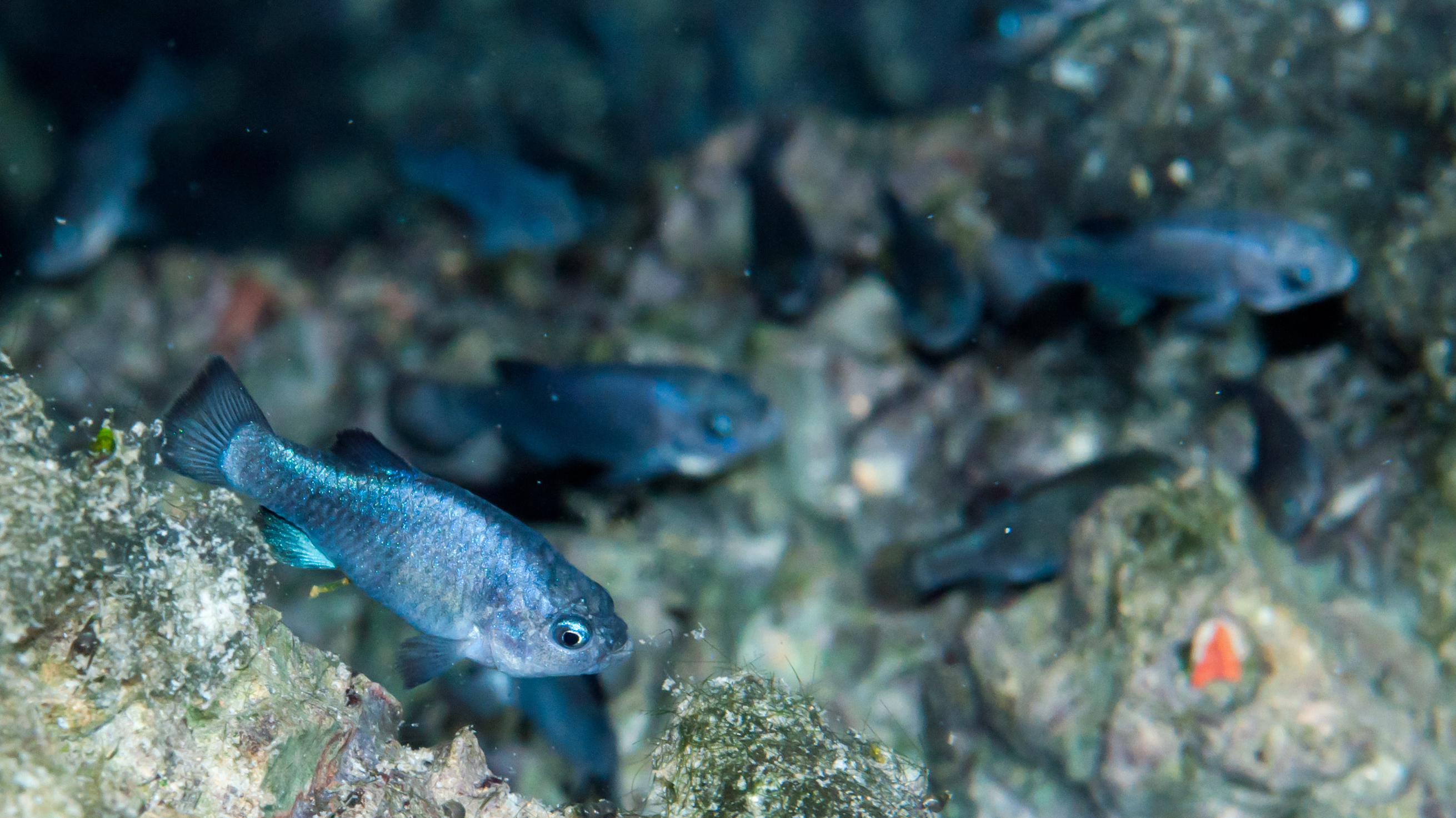 Against all odds, the rare Devils Hole pupfish keeps on swimming - Vimarsana News