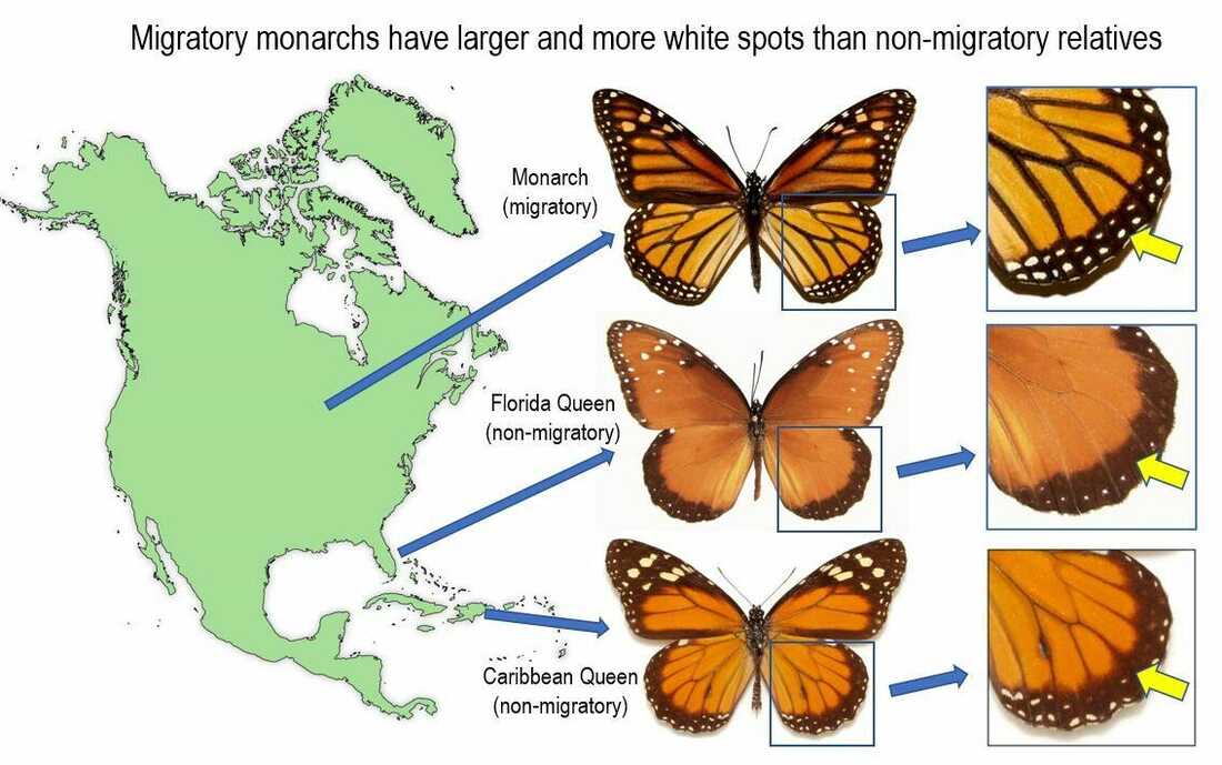 White Spots On Monarch Butterflies Wings May Aid Their Long Migration 