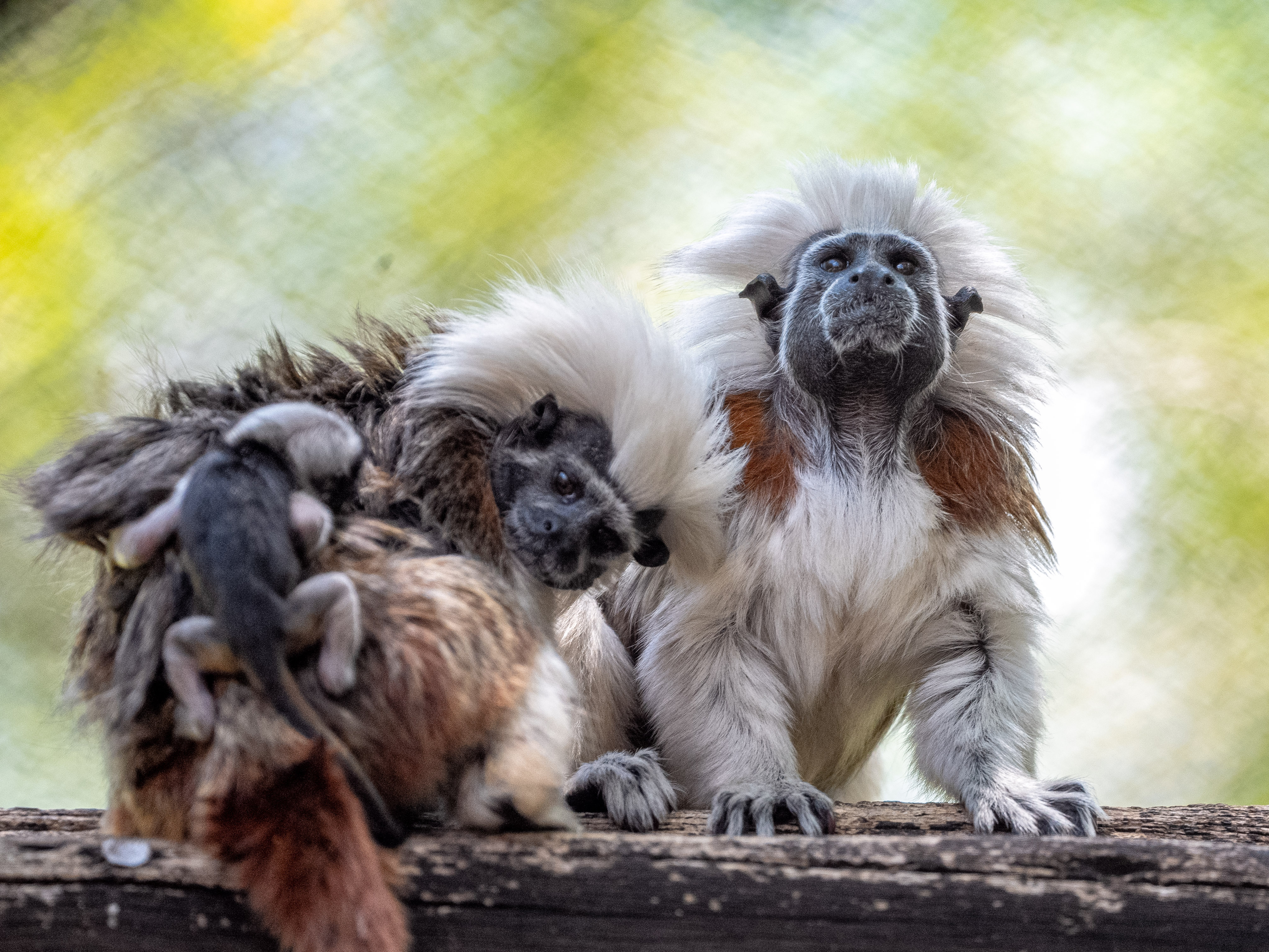 A pair of rare cotton-top tamarin monkeys were just born at Walt Disney World - Vimarsana News