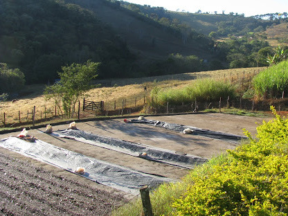 A coffee farm.