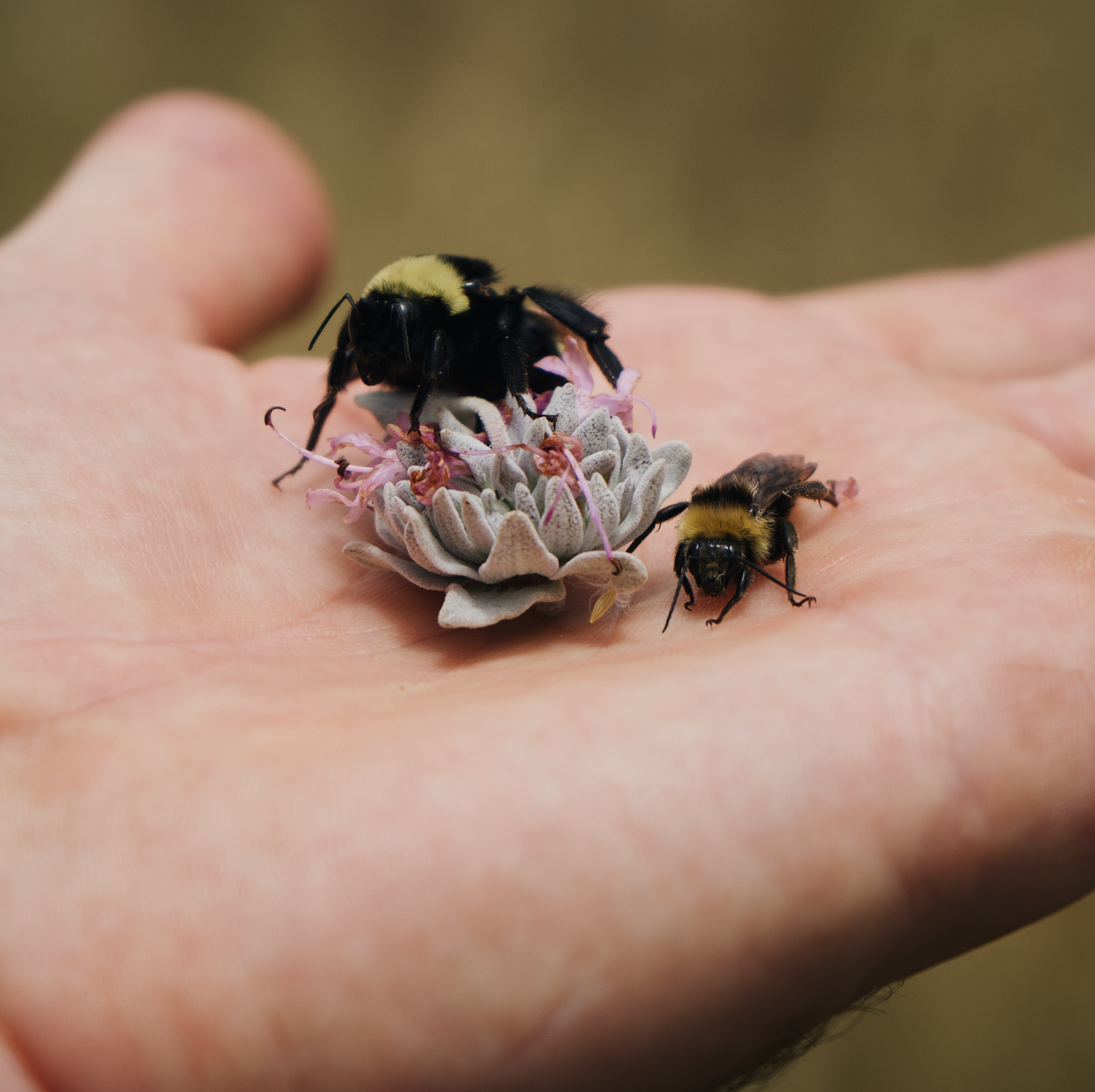 Nets, coolers and courage: A day in the life of a volunteer bee conservationist