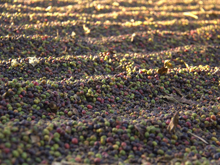 Coffee fruit up close. Each one is a bit smaller than a cherry tomato.