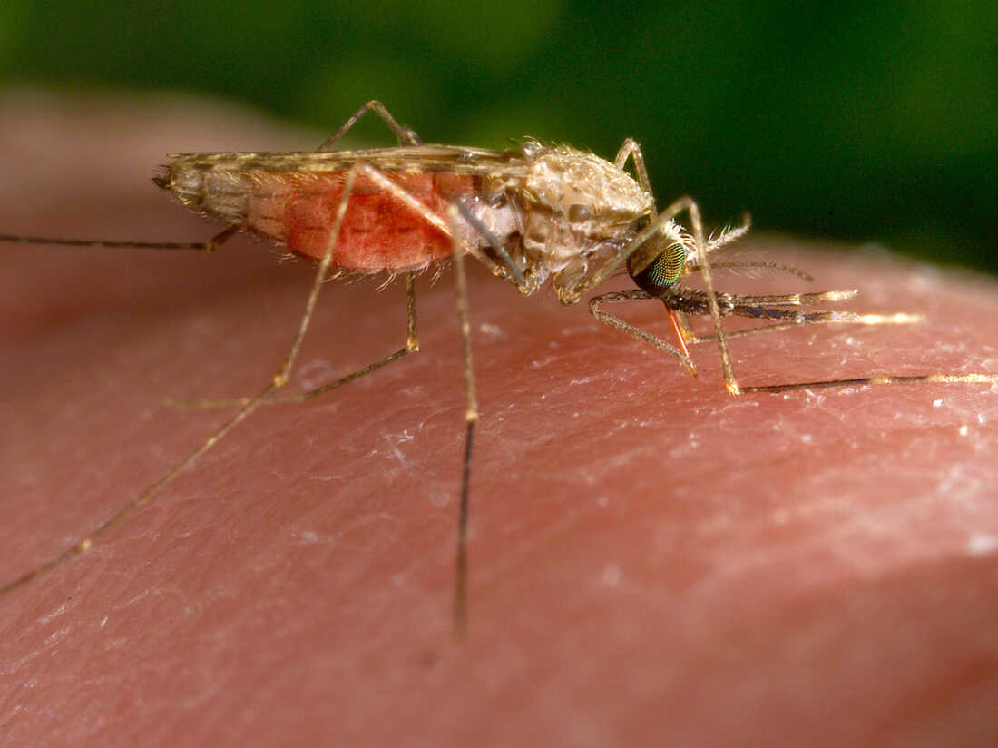 CDC Malaria cases in Texas and Florida are the first U.S. spread since