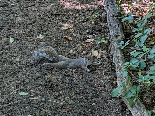 The heat is making squirrels 'sploot' — a goofy act that signals something serious