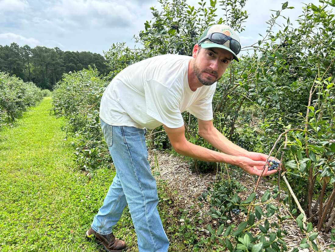 Organic blueberry farm has come a long way