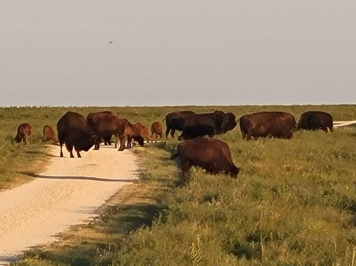 Come along on a trail run in the Kansas tallgrass prairie NPR