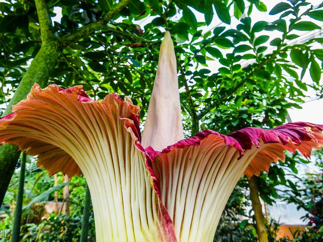 A corpse flower bloom is an odorous occasion : NPR