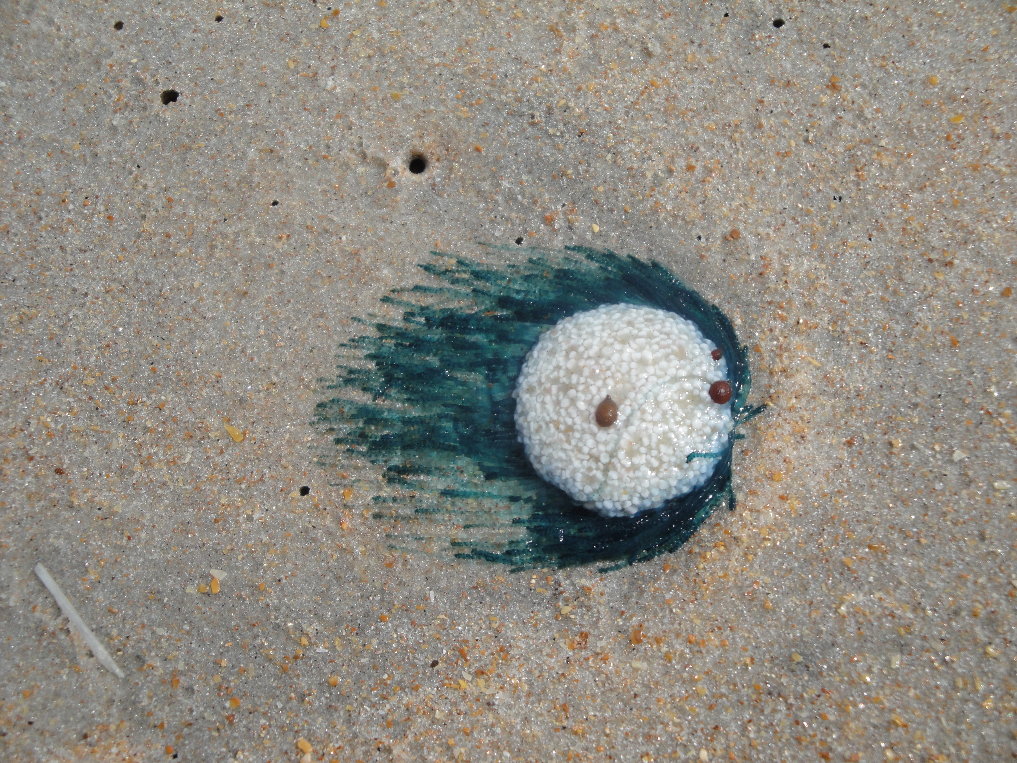 Admire the 'blue button jellyfish' washing ashore on Texas beaches, but