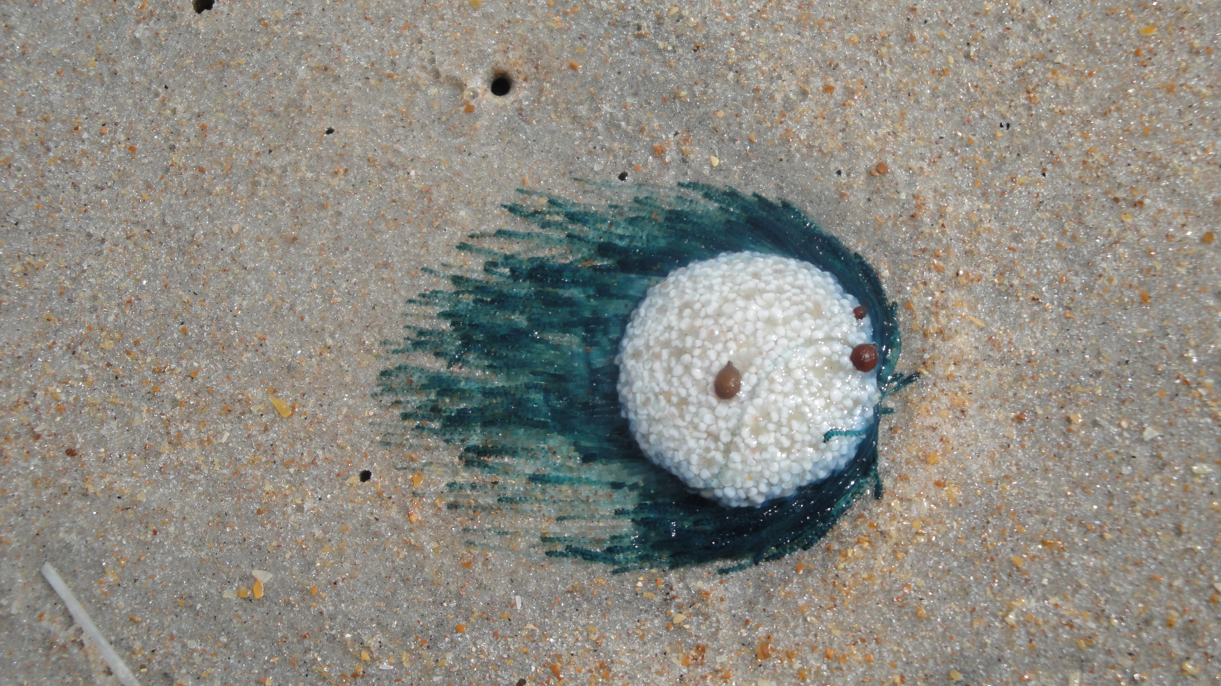Beachgoers have reported recent sightings of the porpita porpita, which goes by the common misnomer "blue button jellyfish," on Texas shores.