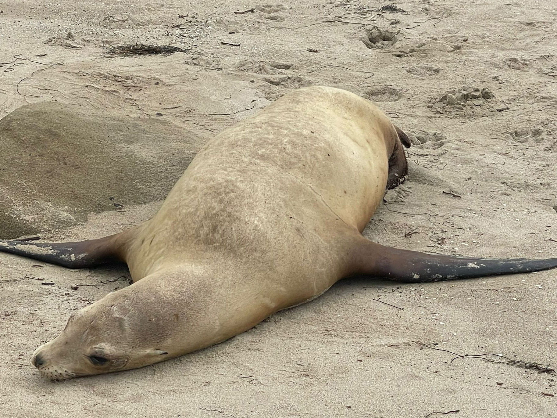 Pregnant sea lions have been the most likely to die from toxic poisoning from algal blooms along Southern California's coast. (Channel Islands Marine & Wildlife Institute)