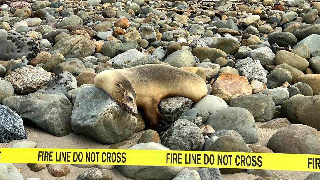 Sea lions are sick and dying along Southern California's coast. Here's what to know 3 There is no antidote or specific remedy for poisoning from domoic acid, the toxin that the algal bloom in California is producing.