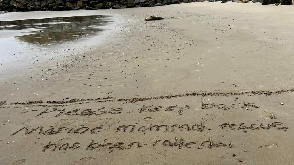 Sea lions are sick and dying along Southern California's coast. Here's what to know 2 Beachgoers have been asked to stay at least 50 feet away from animals poisoned by toxic algae because of the risk that the sea creatures may turn aggressive.
