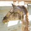 For the first time in decades, Angolan giraffes now populate a park in Angola