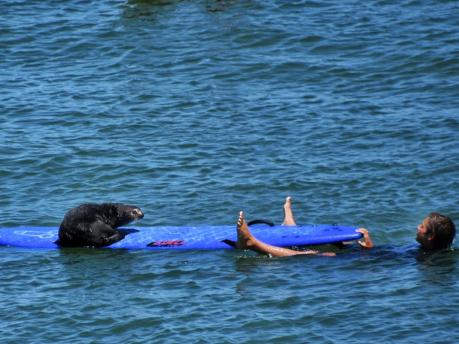 An otter at a popular surf break in Santa Cruz has been confronting surfers, going as far as stealing their boards and riding waves. (Mark Woodward/@NativeSantaCruz)