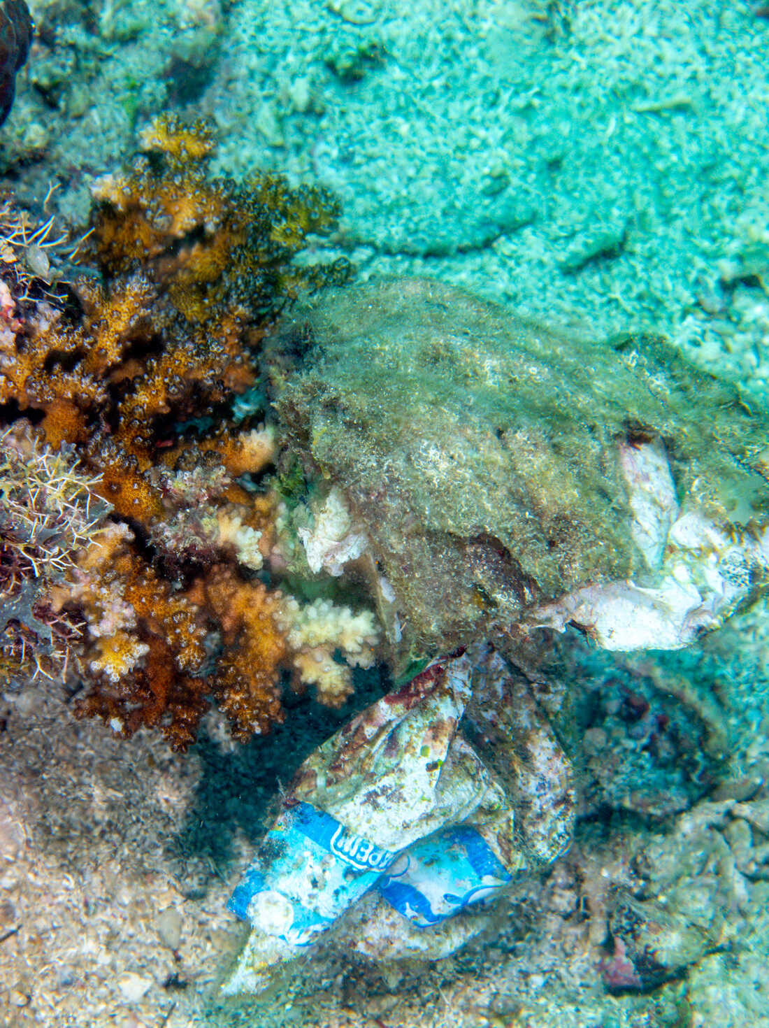 Plastic debris is smothering 92% of coral reefs examined in a new study :  Goats and Soda : NPR