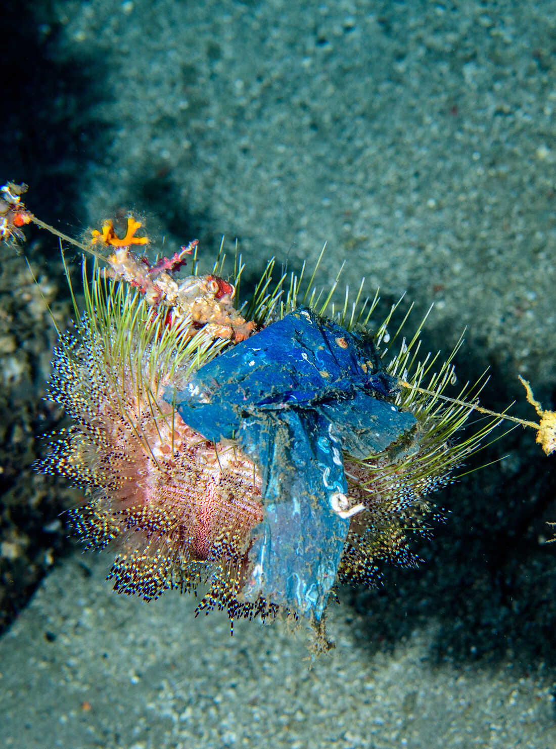 Scientists Study Unusual Coral Reef