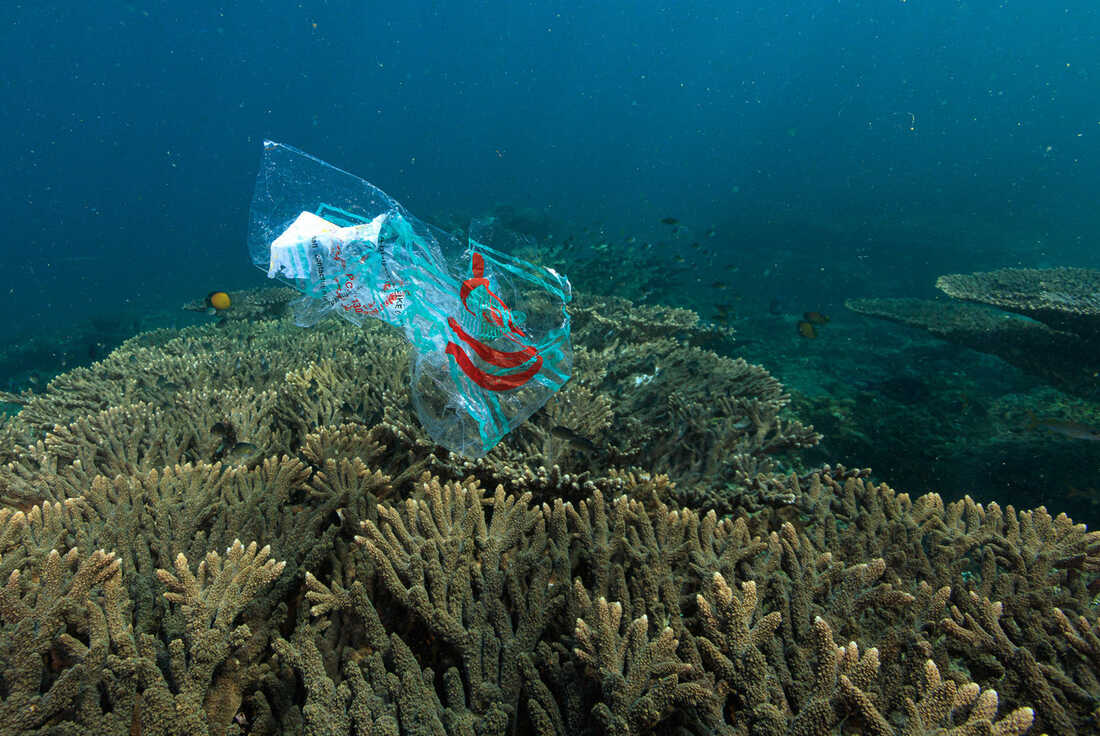 Plastic debris is smothering 92% of coral reefs examined in a new study :  Goats and Soda : NPR