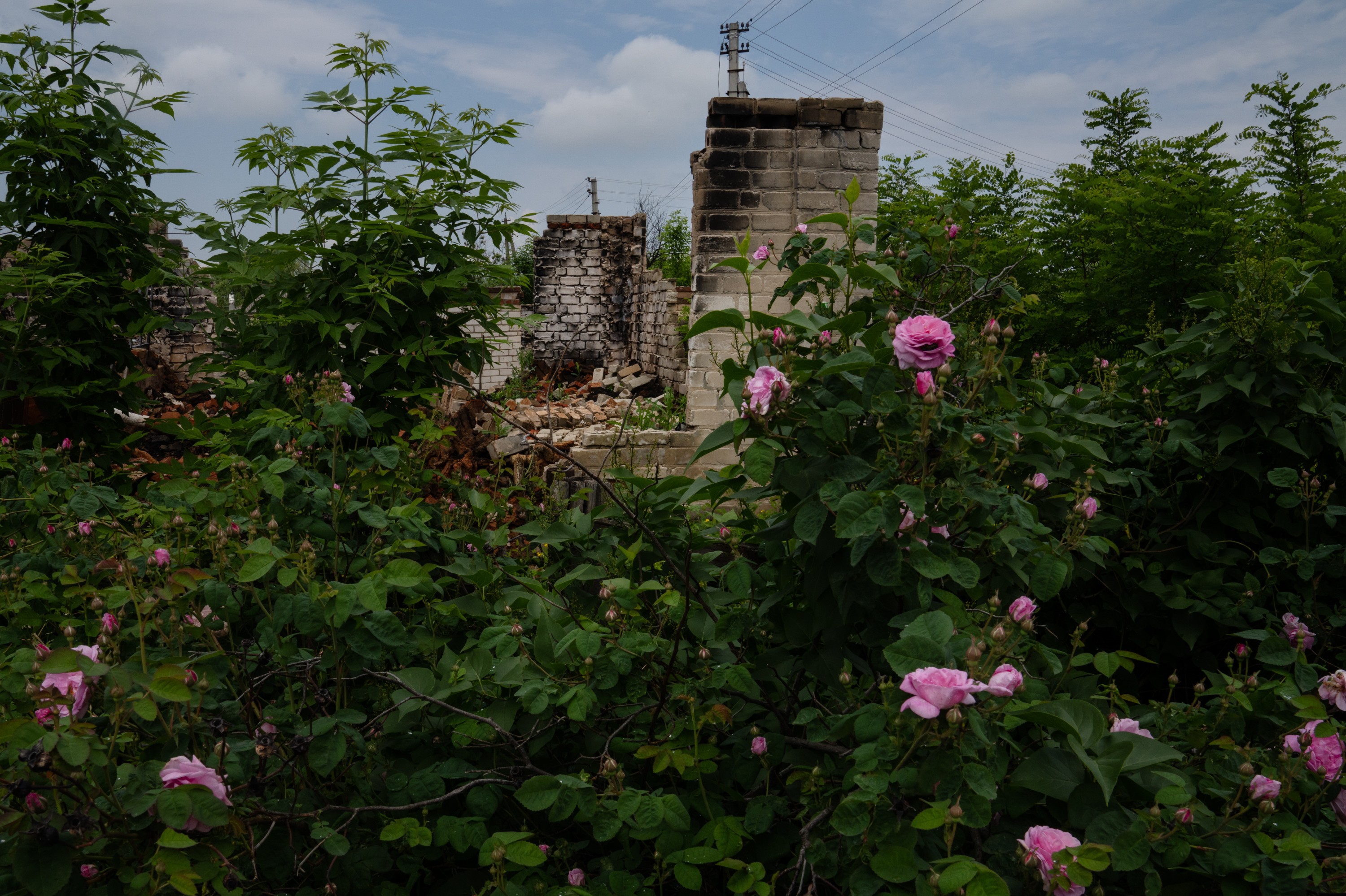 She saved the diary of a Ukrainian writer killed by Russia. Then she was killed, too 4 A destroyed home is surrounded by blooming rosebushes in May in Kapytolivka.
