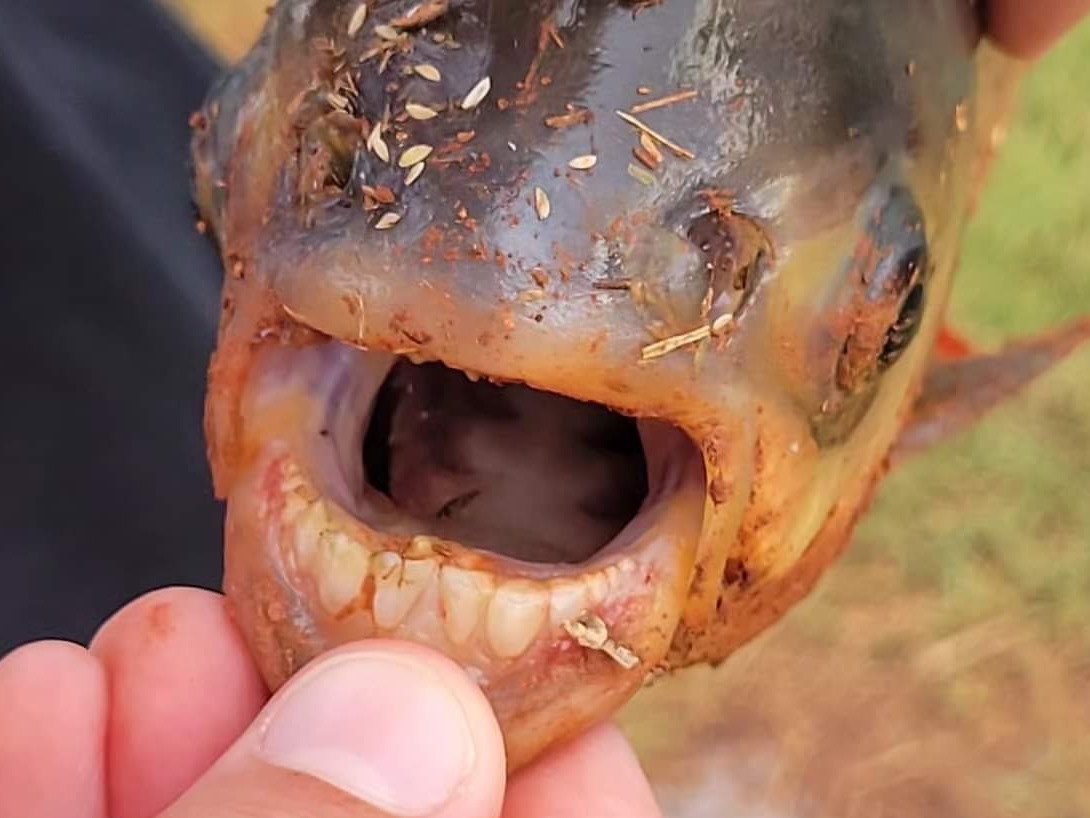 Man Wearing a Fish Mask with Sharp Teeth