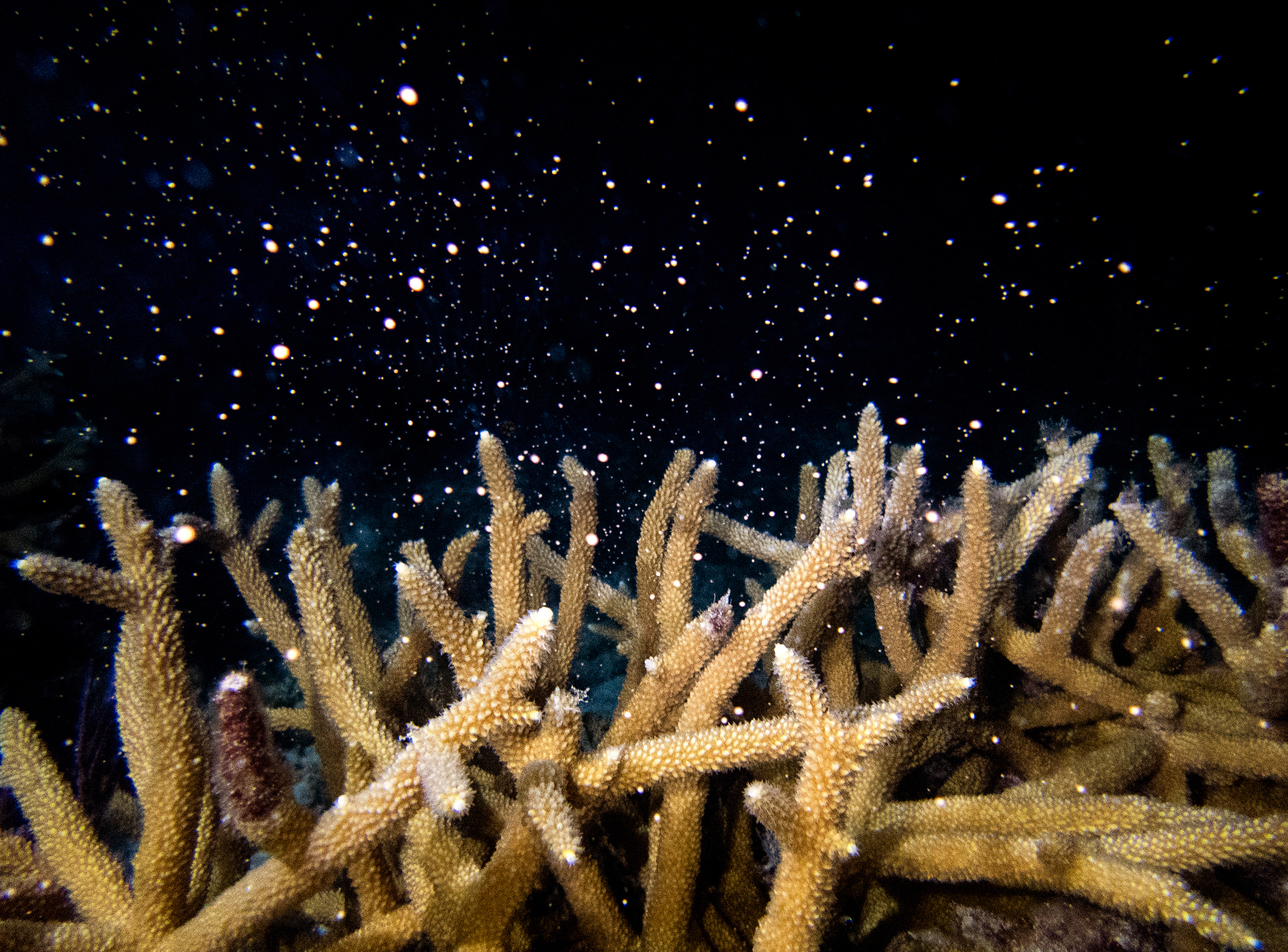 As seas get hotter, South Florida gets slammed by an ocean heat wave 2 During summer spawning, as seen here, corals release millions of eggs and sperm to produce babies. Scientists are concerned the ocean heat wave could hamper that spawning.