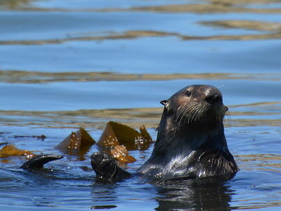 Otter 841 has successfully evaded capture in Santa Cruz, Calif., for more than a week, despite efforts by wildlife officials. The otter has been deemed a public health risk because of its concerning interactions with humans. (California Department of Fish and Wildlife)