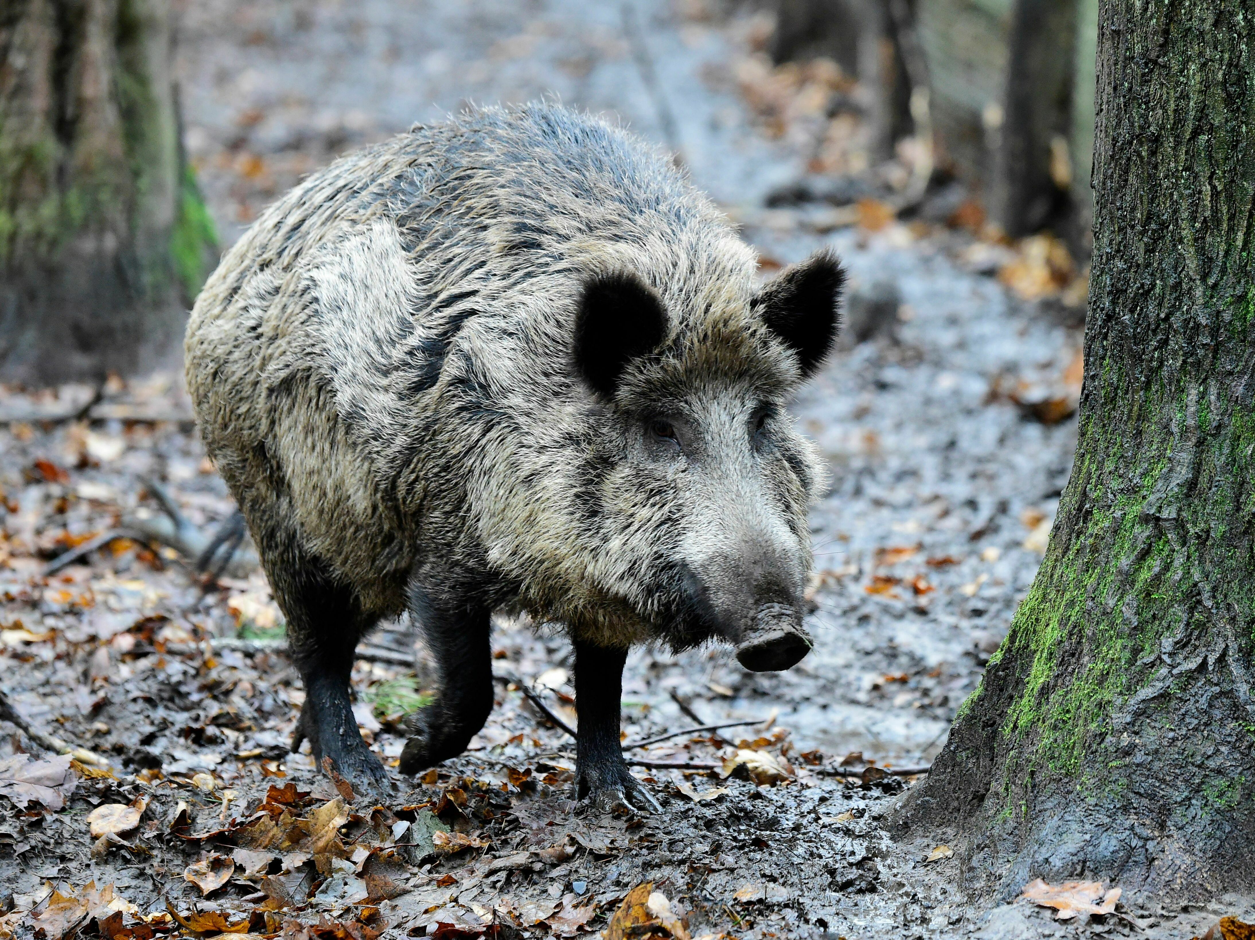 A wild boar is pictured in Berlin in November 2017. This week, local officials in a nearby suburb said they confused one of these animals for a lioness, prompting them to ask residents to stay inside as they searched for the animal. (AFP via Getty Images)