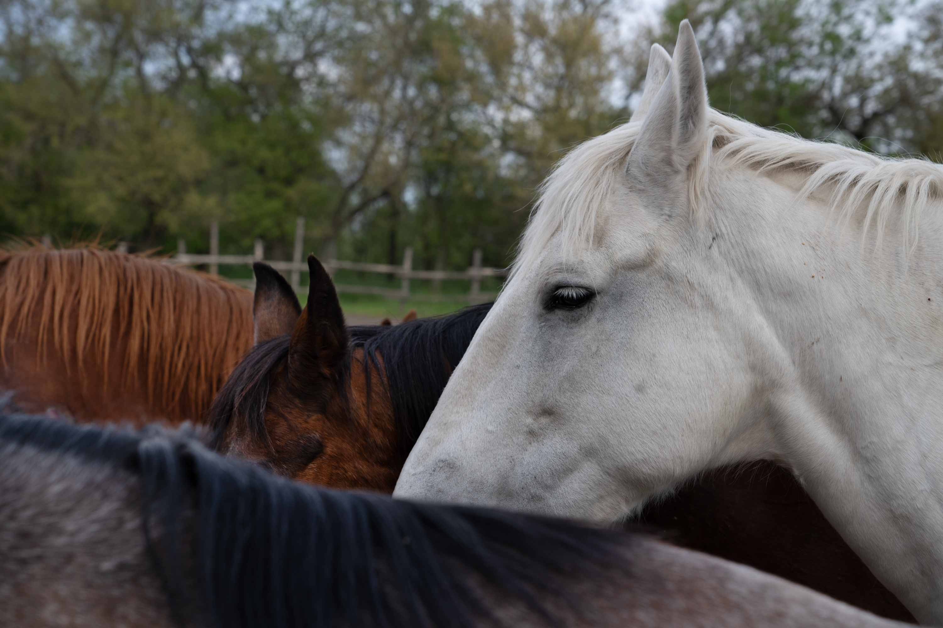 The Cossacks' traditions live on near the front lines in Ukraine 2 A herd of horses at the riding school on Khortytsia.