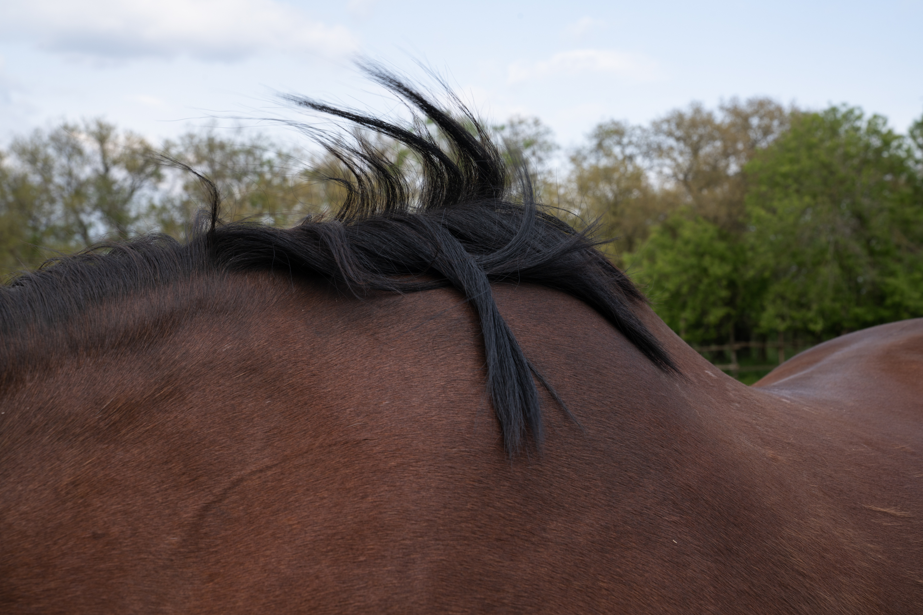 The Cossacks' traditions live on near the front lines in Ukraine 9 A horse's mane blows in the breeze.