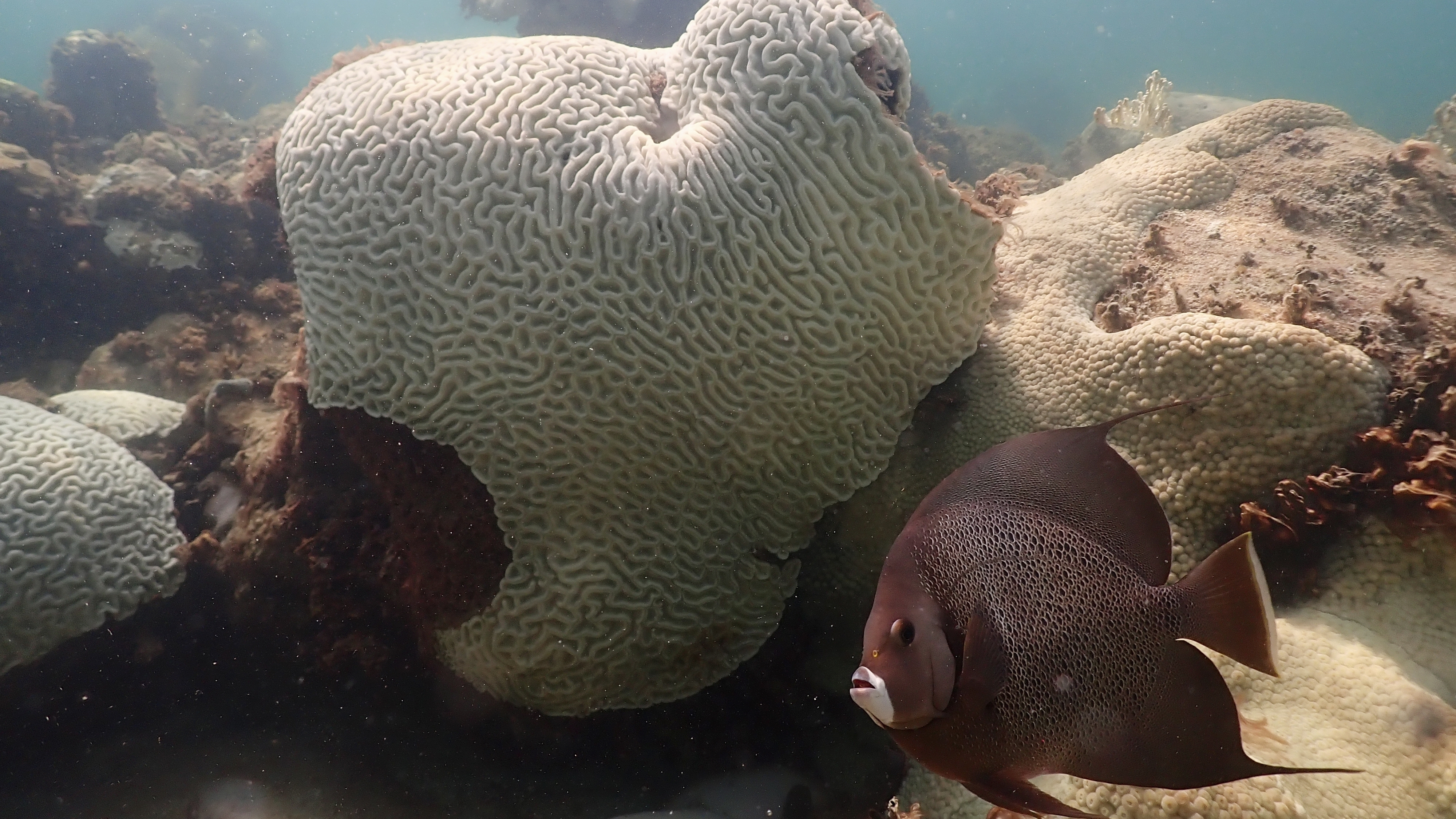 With Florida ocean temperatures topping 100, experts warn of damage to marine life