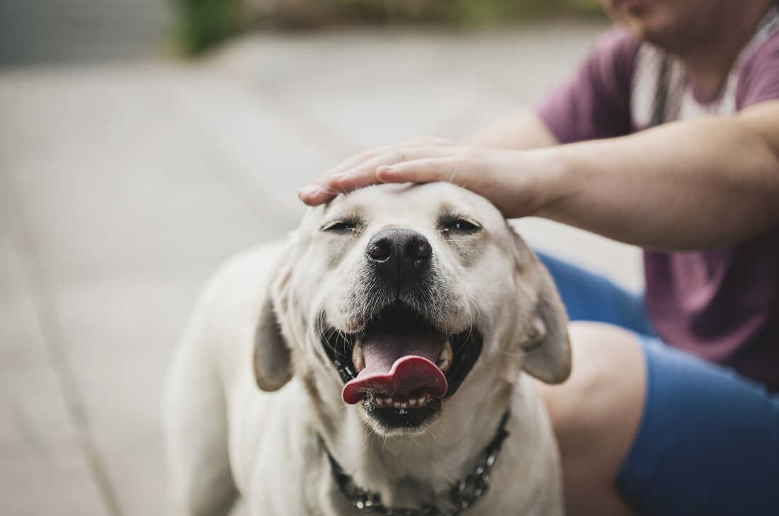 Petting other people's (friendly) dogs can boost your health