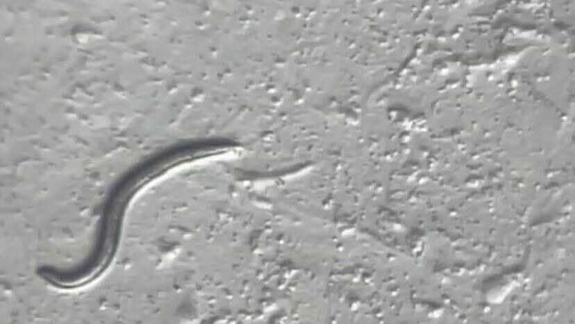 A Panagrolaimus kolymaensis nematode is seen under the microscope at the University of Cologne