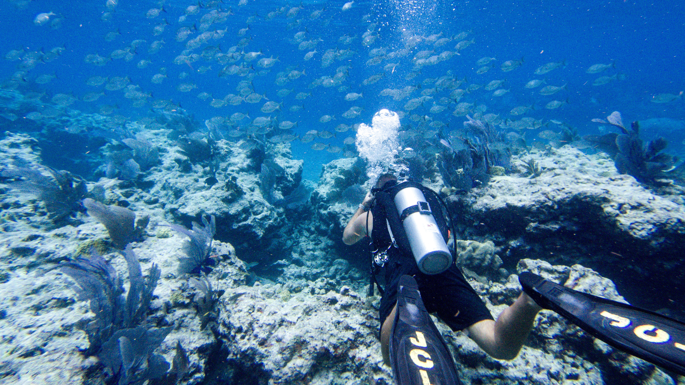 Heat threatens Florida's coral reef. : NPR - Vimarsana News
