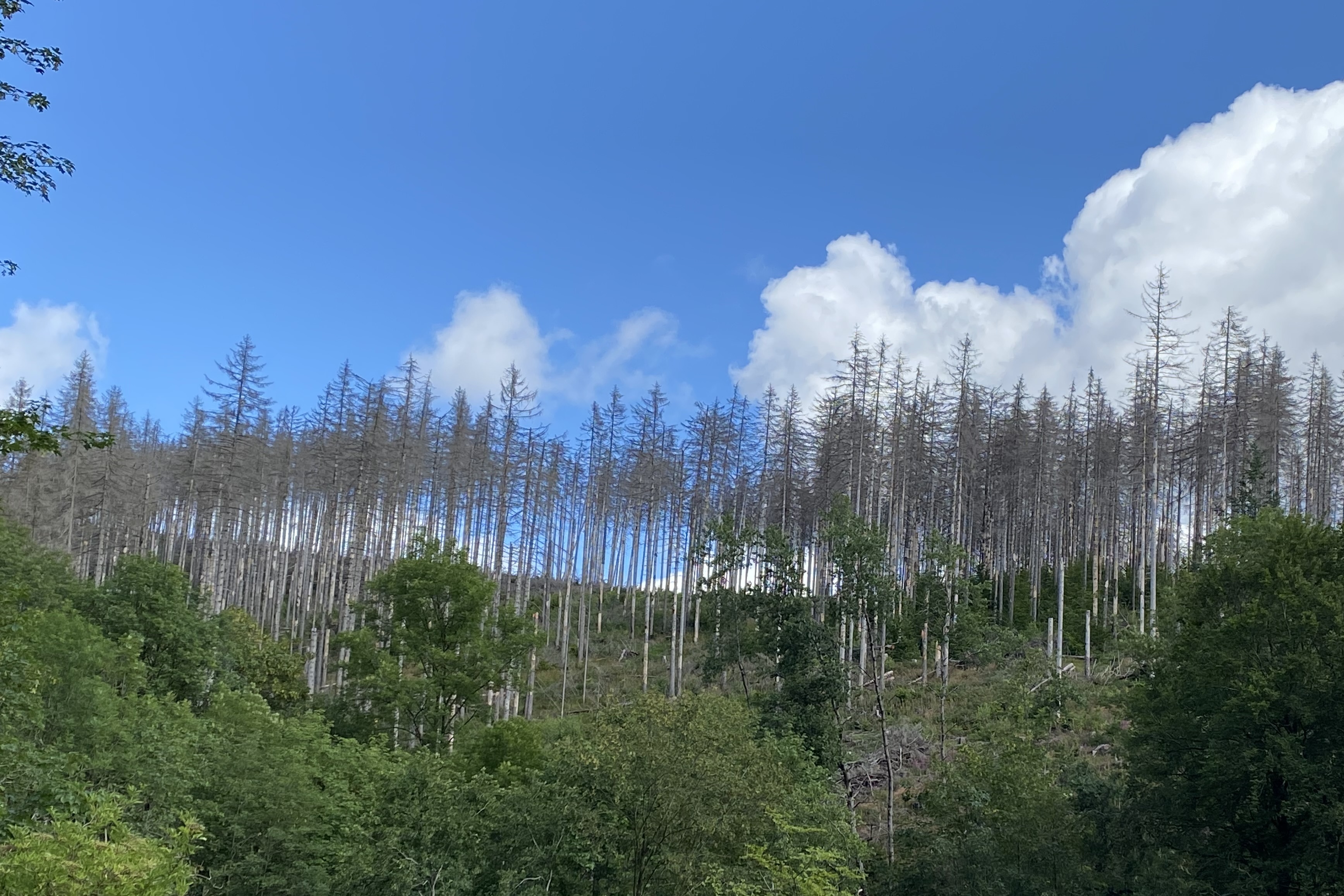 Climate change threatens Germany's fairy tale forests