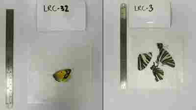 Scientists want you to mail dead butterflies for research if you live in these states