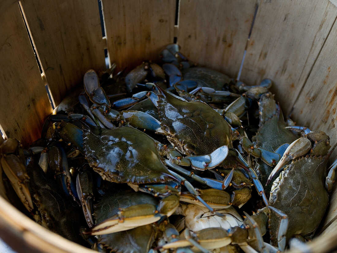 Return of the crab twins