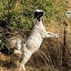 In California, wildfires are prevented by crews of unlikely firefighters: goats